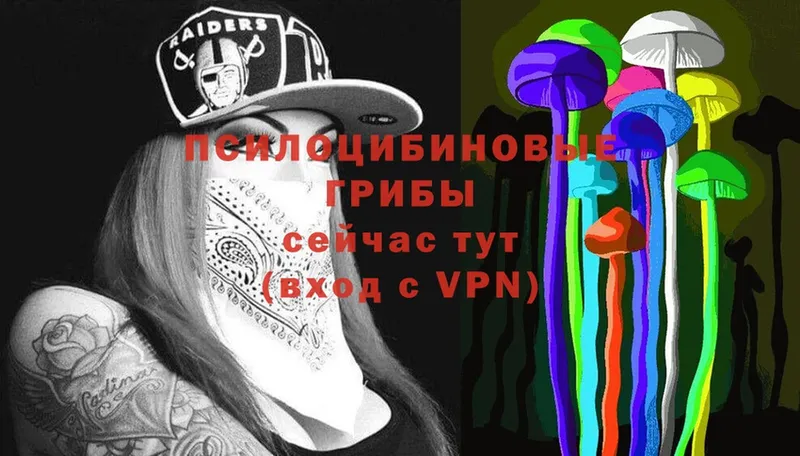 mega как зайти  Исилькуль  Псилоцибиновые грибы Psilocybe 